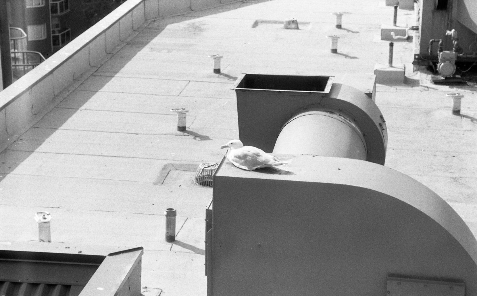 A black and white photograph of a seagull sitting on an HVAC unit on the roof of a building.