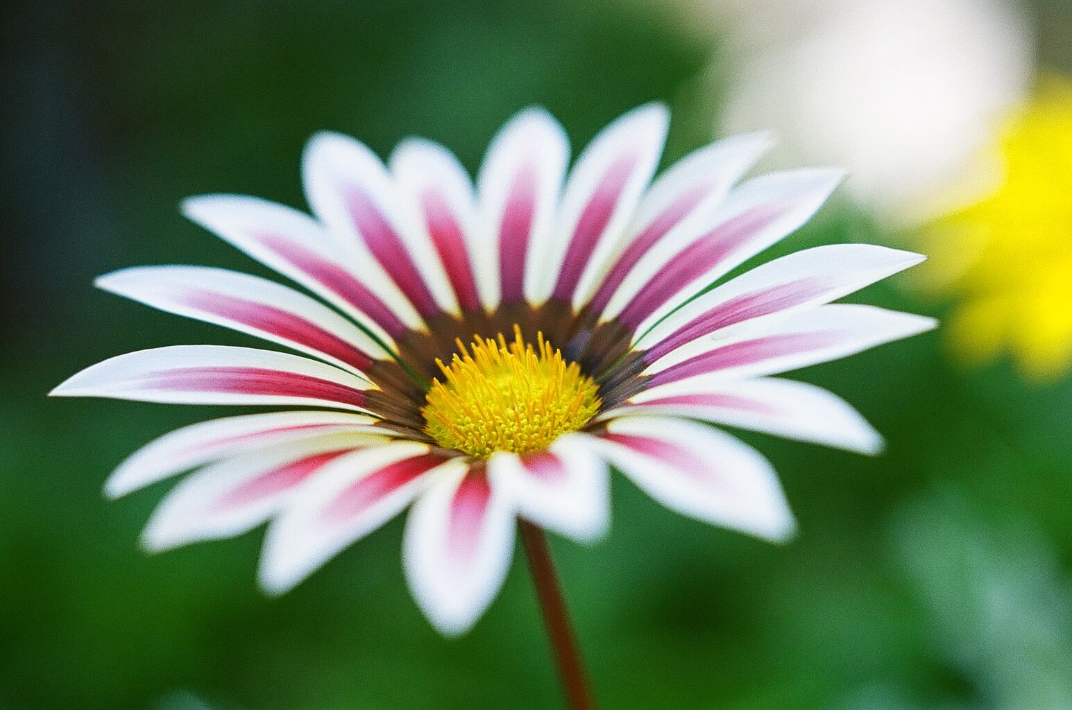 A close up picture of a flower with a blurred background. The flower has a yellow center and white petals with a purple stripe.